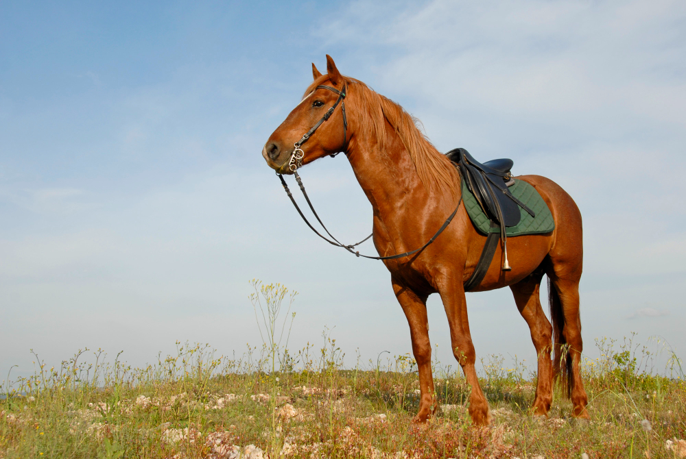 Cresty neck in horses - Major Symptoms
