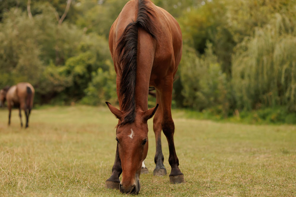 Diagnose a Cresty Neck in Horses