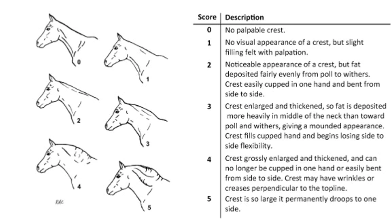Visual aid depicting a horse's cresty neck, a common concern among horse owners.